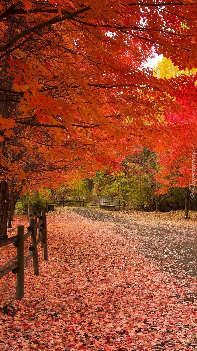 Jesienny park z opadłymi liśćmi na ścieżce