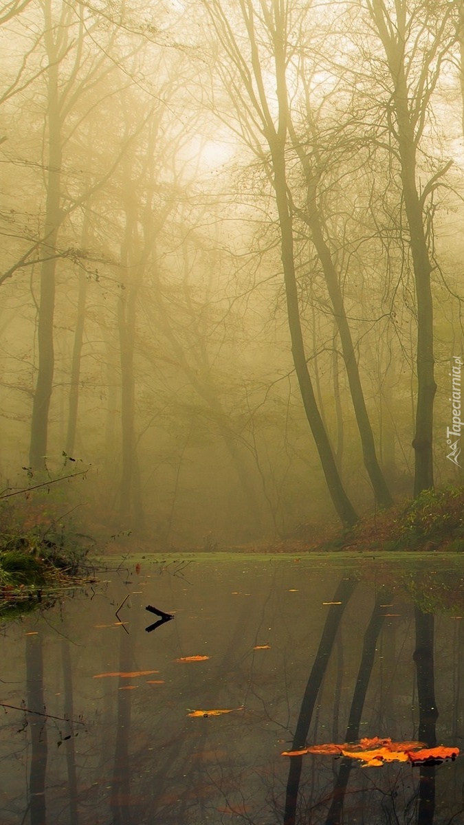 Jesienny staw w lesie otulonym mgłą