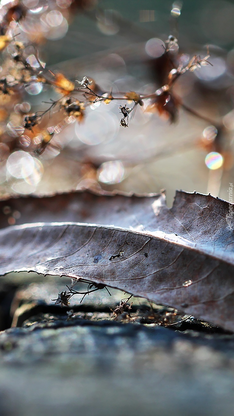 Jesienny suchy liść z suszkami w bokeh