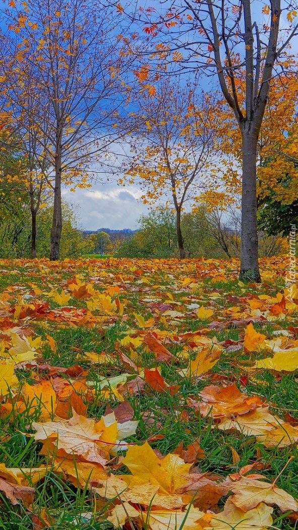 Jesienny wiatr zrzucił liście z drzew