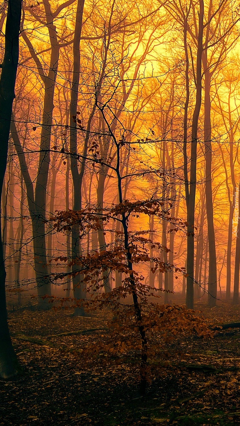 Jesienny zmierzch w lesie
