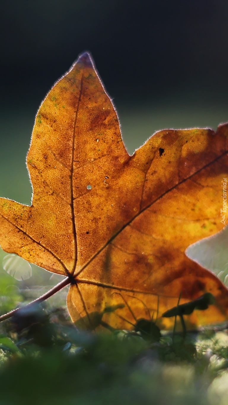 Jesienny żółty liść