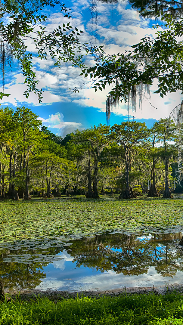 Jezioro Caddo Lake