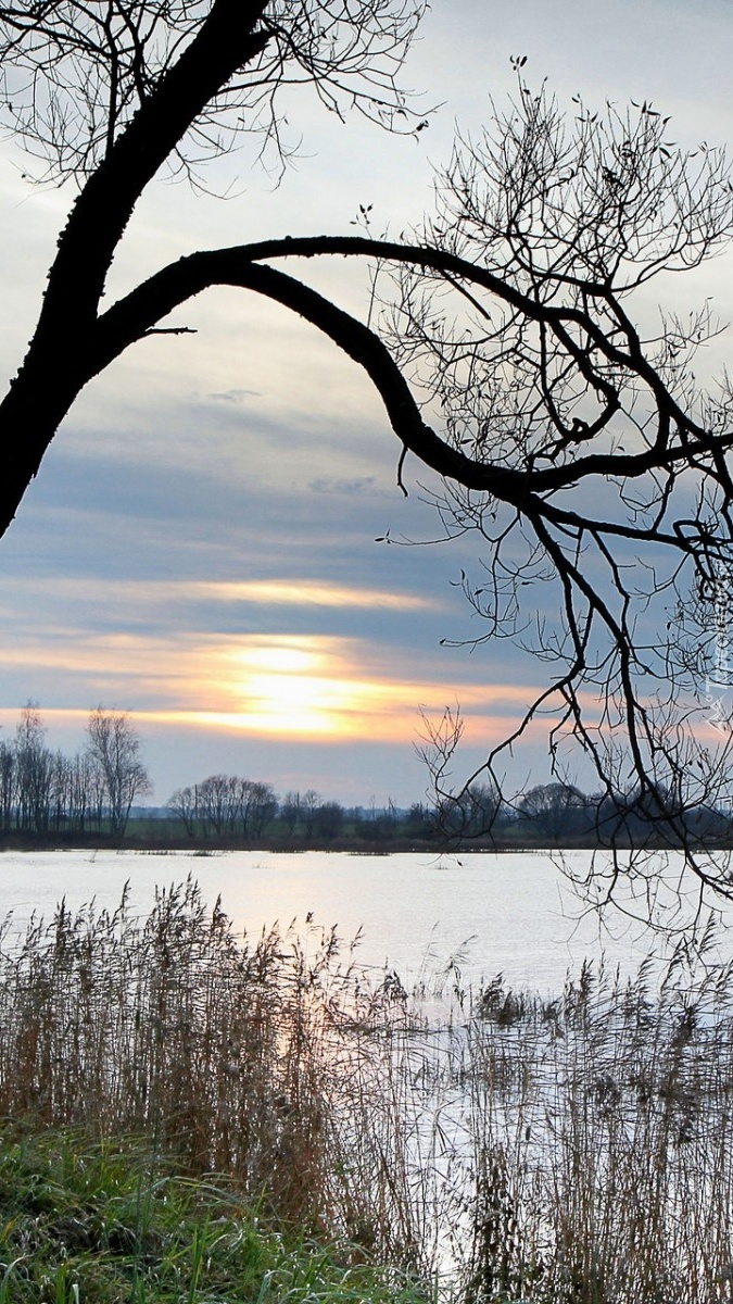 Jezioro drzewa i trawy o wschodzie słońca