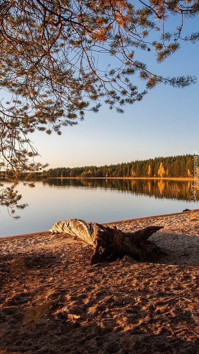Jezioro i las w blasku słońca