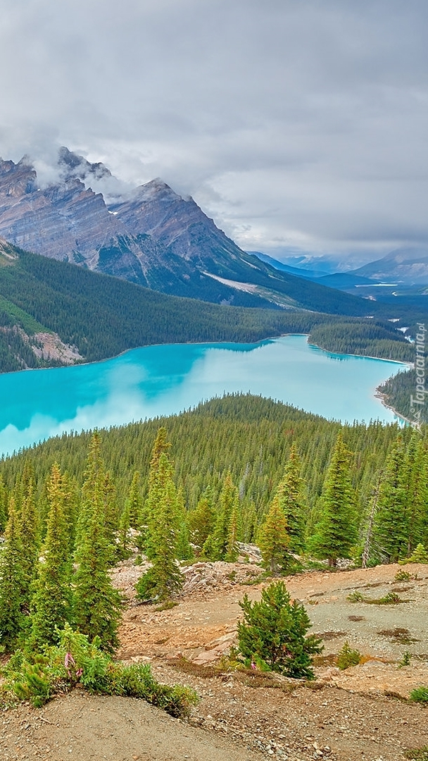 Jezioro Peyto Lake