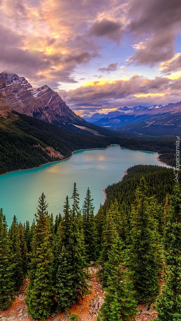 Jezioro Peyto Lake