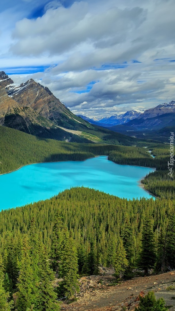 Jezioro Peyto Lake