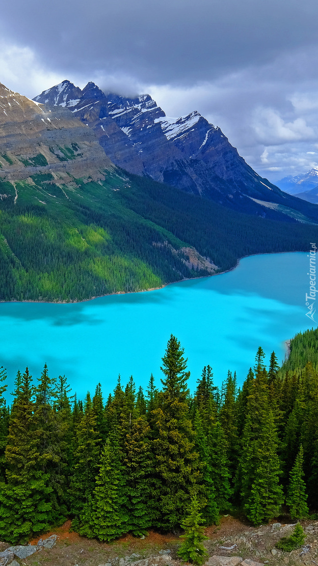 Jezioro Peyto Lake na tle gór