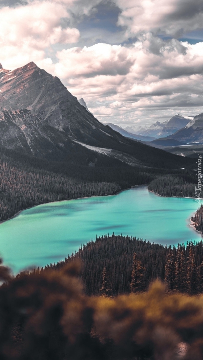 Jezioro Peyto Lake w Górach Skalistych