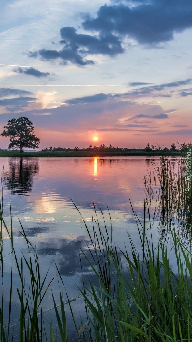 Jezioro porośnięte trawą o zachodzie słońca