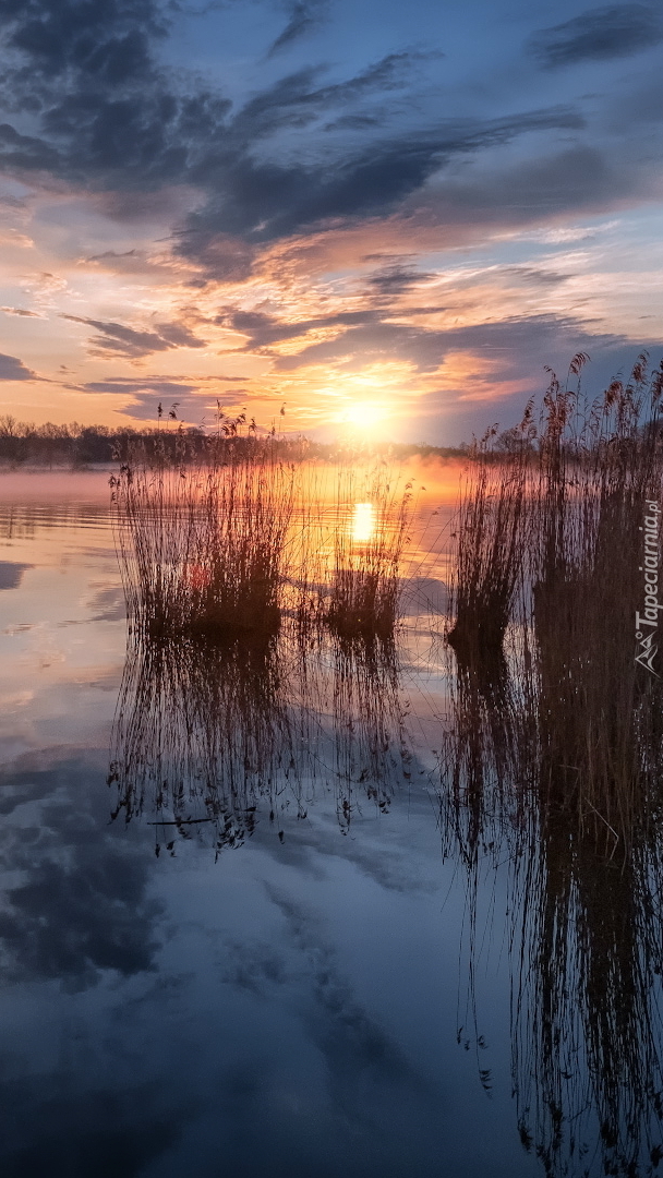Jezioro Szaturskie porośnięte trzcinami