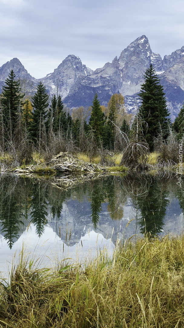 Jezioro w Parku Narodowym Grand Teton