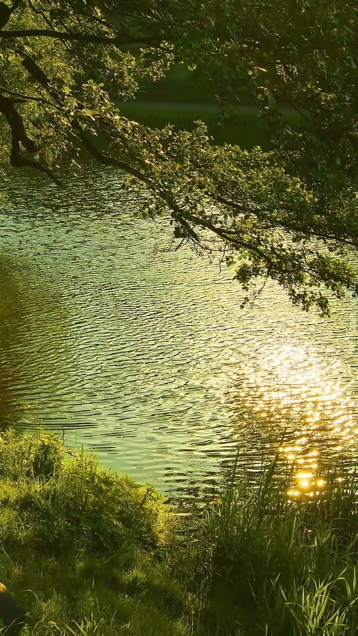 Jezioro w zieleni