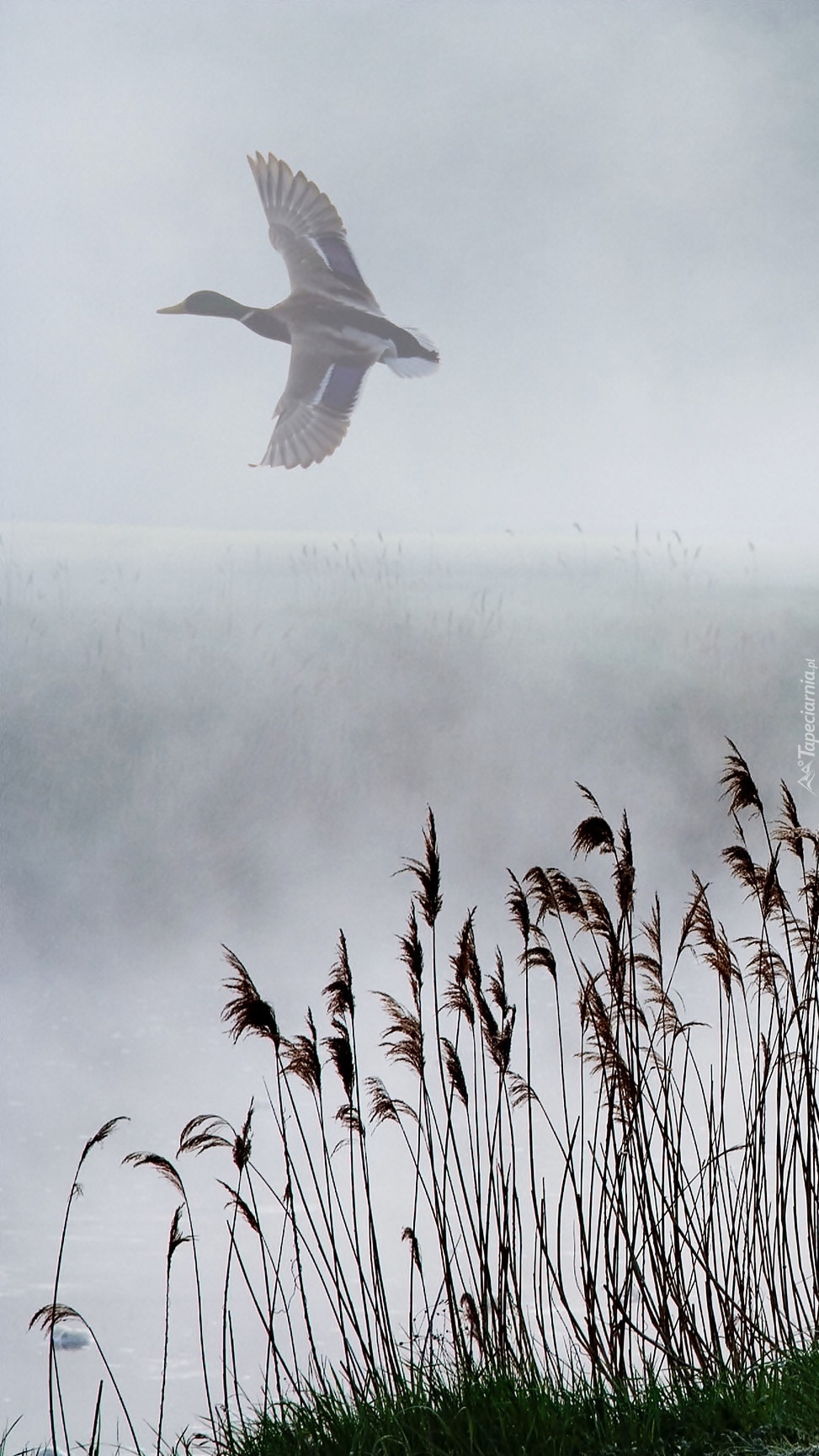 Kaczka nad jeziorem we mgle