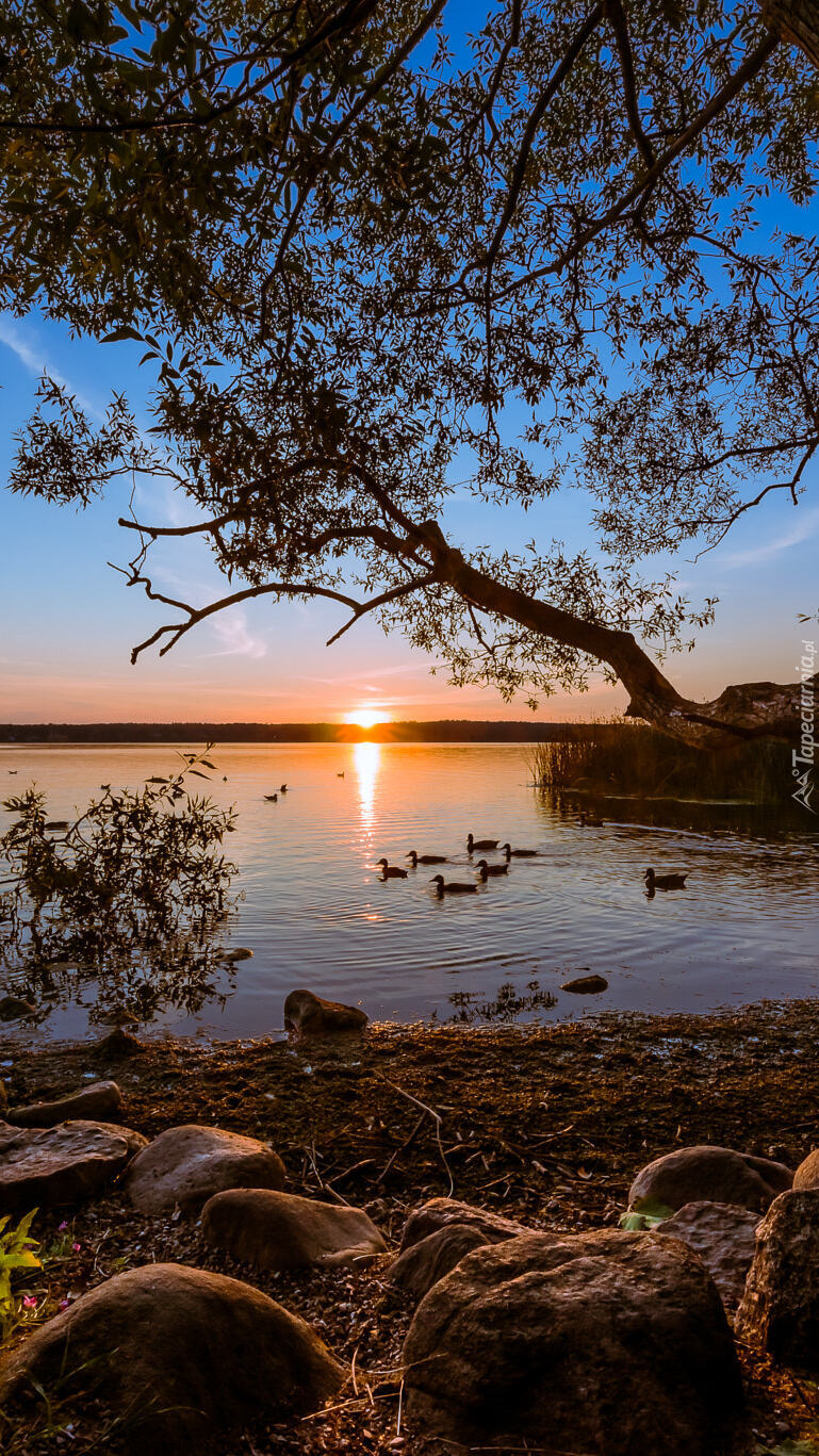 Kaczki na jeziorze o wschodzie słońca