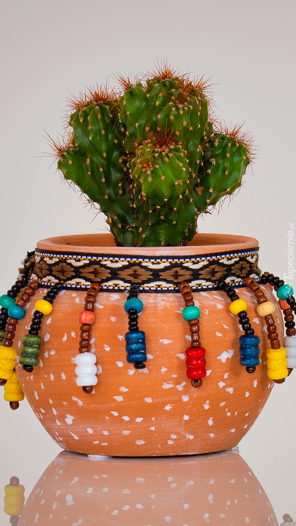Kaktus w ozdobnej doniczce