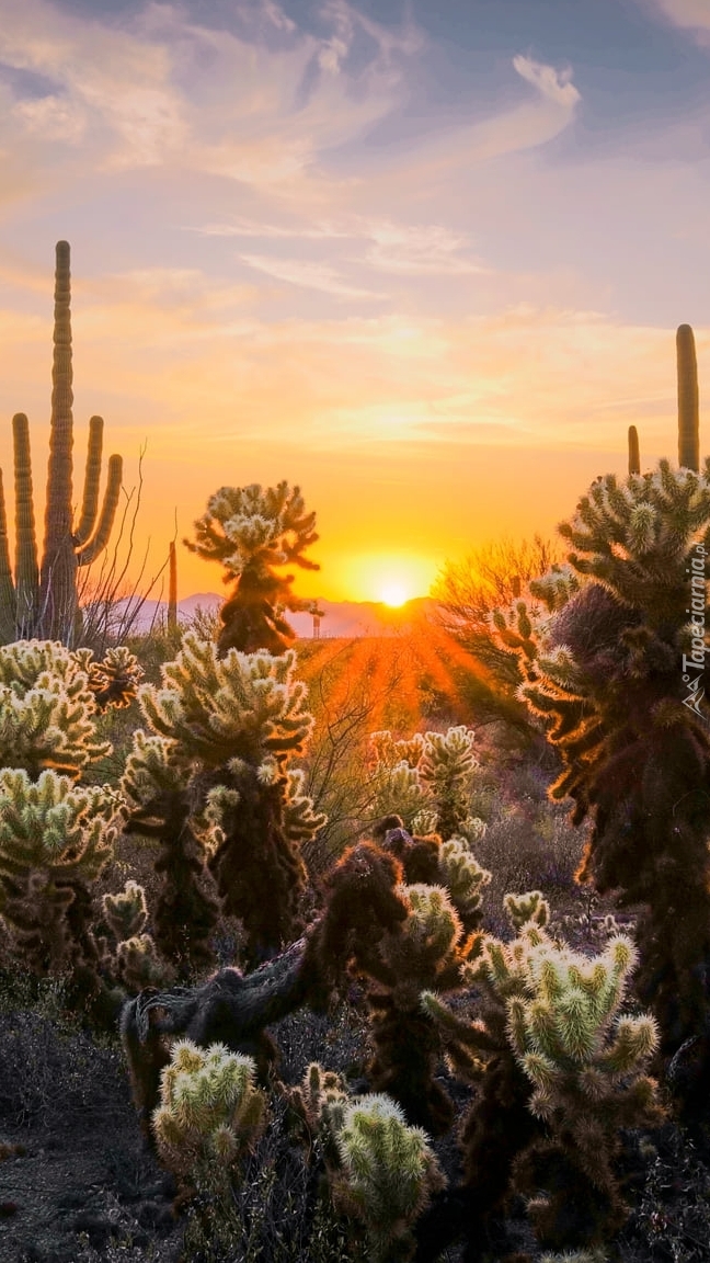 Kaktusy cholla