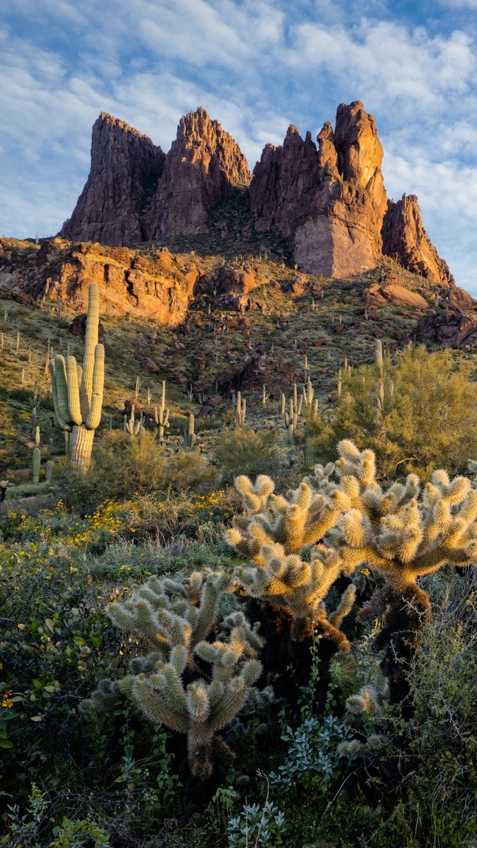 Kaktusy i góry na pustyni Sonoran Desert w Arizonie