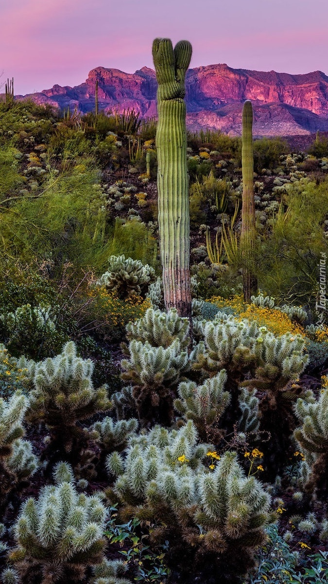 Kaktusy i roślinność na pustyni Sonoran Desert w Arizonie
