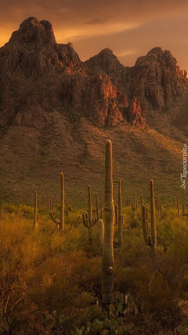Kaktusy na tle gór w Arizonie