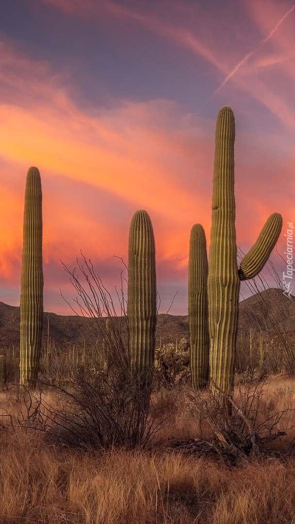 Kaktusy saguaro na tle gór