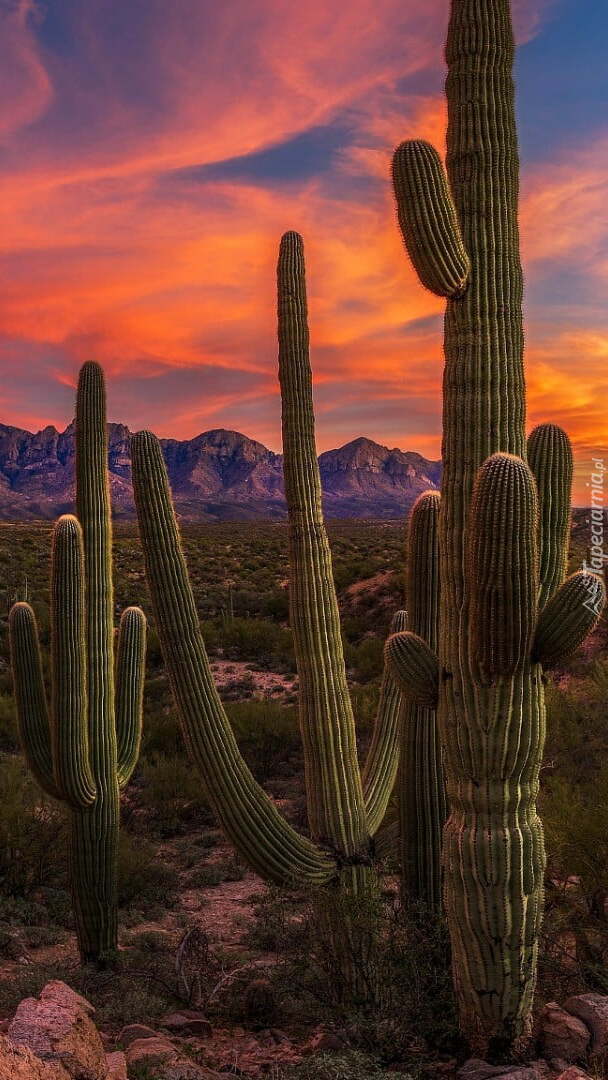 Kaktusy Saguaro