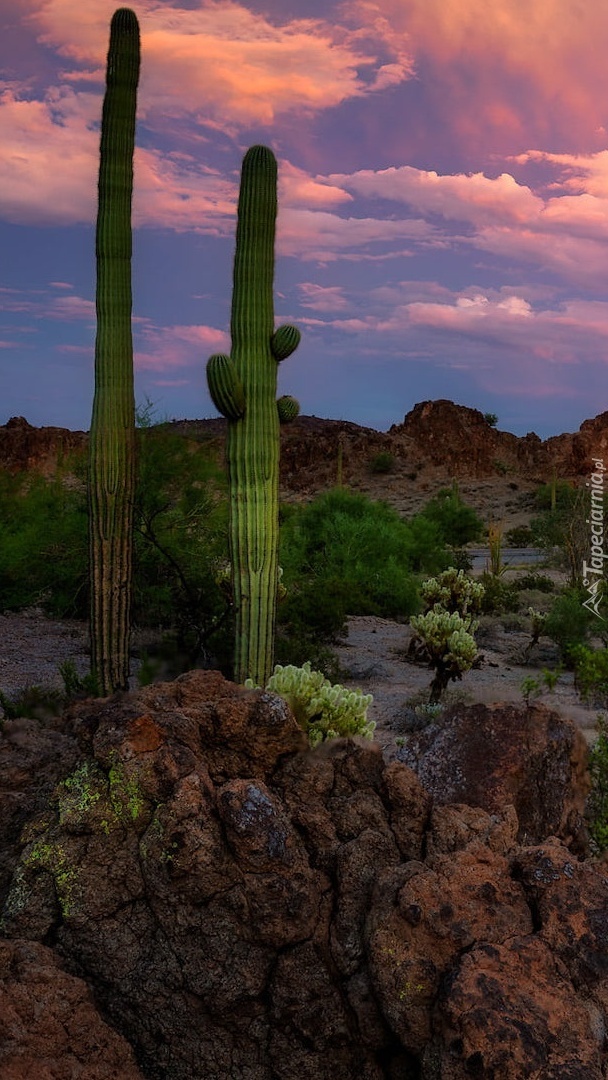 Kaktusy w Parku Narodowym Saguaro