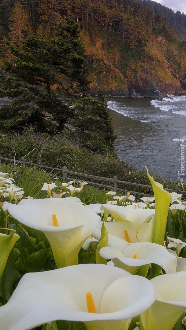 Kalie na wybrzeżu Big Sur