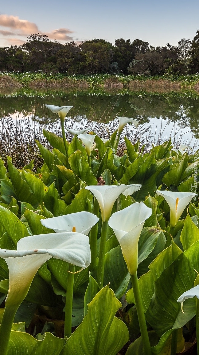 Kalie wokół jeziora Piton de l Eau na wyspie Reunion