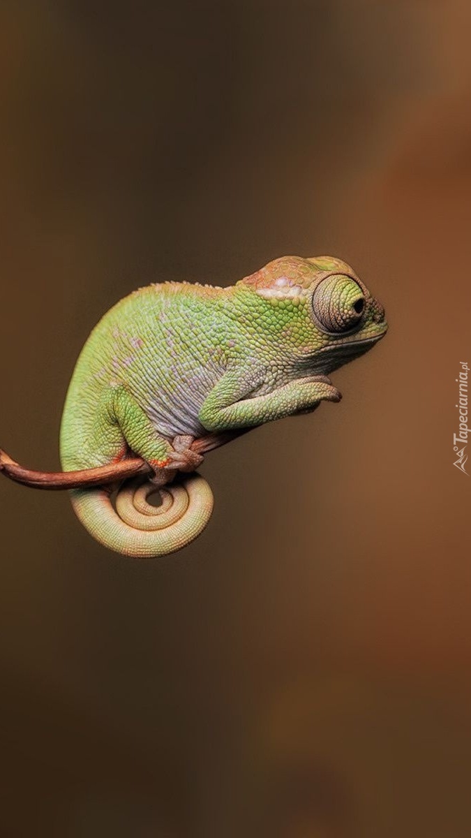 Kameleon na gałązce