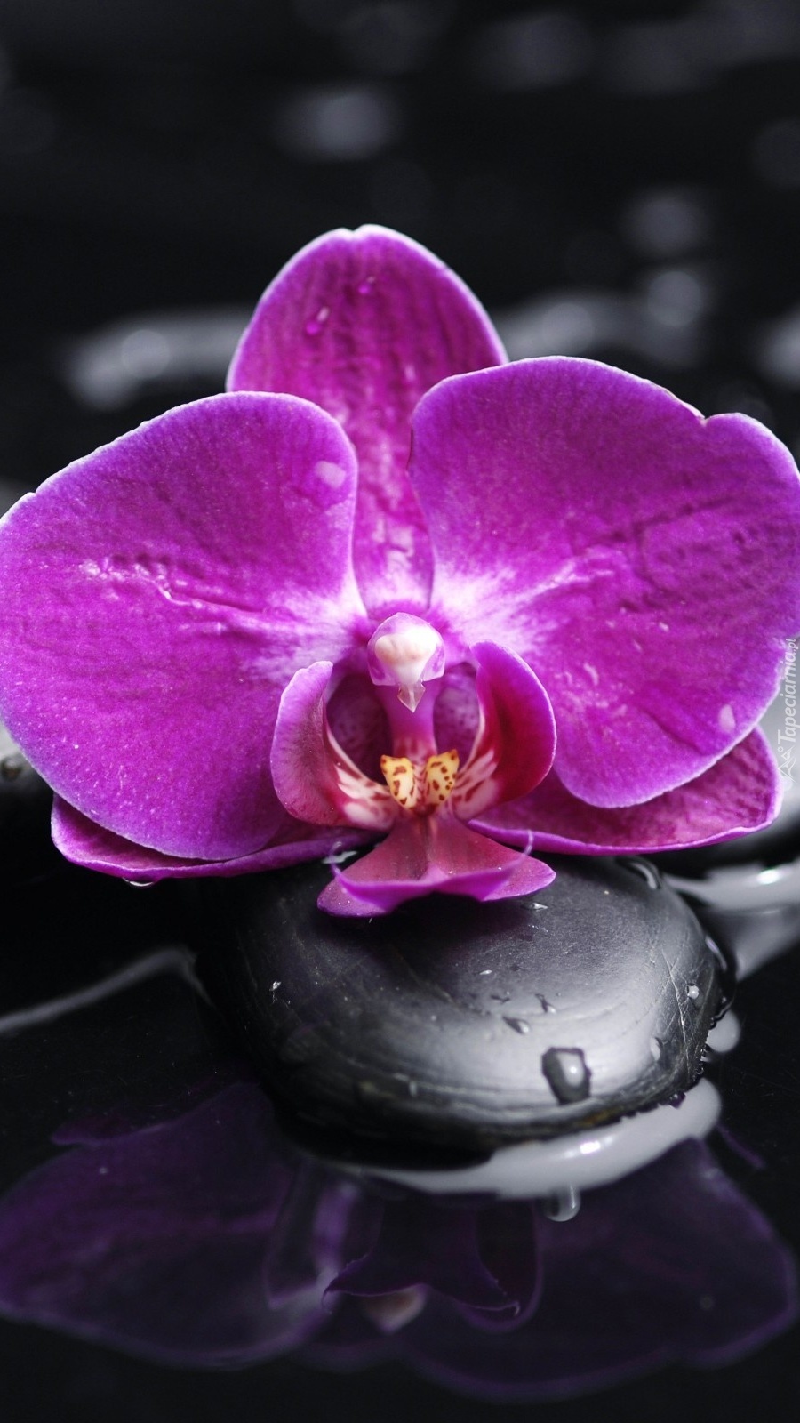 Kamień z orchideą w wodzie
