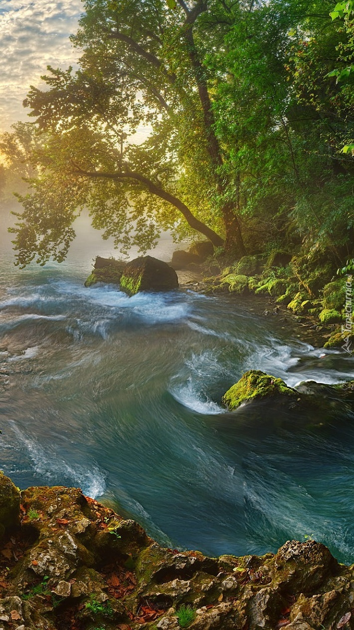 Kamienie i drzewa nad rzeką