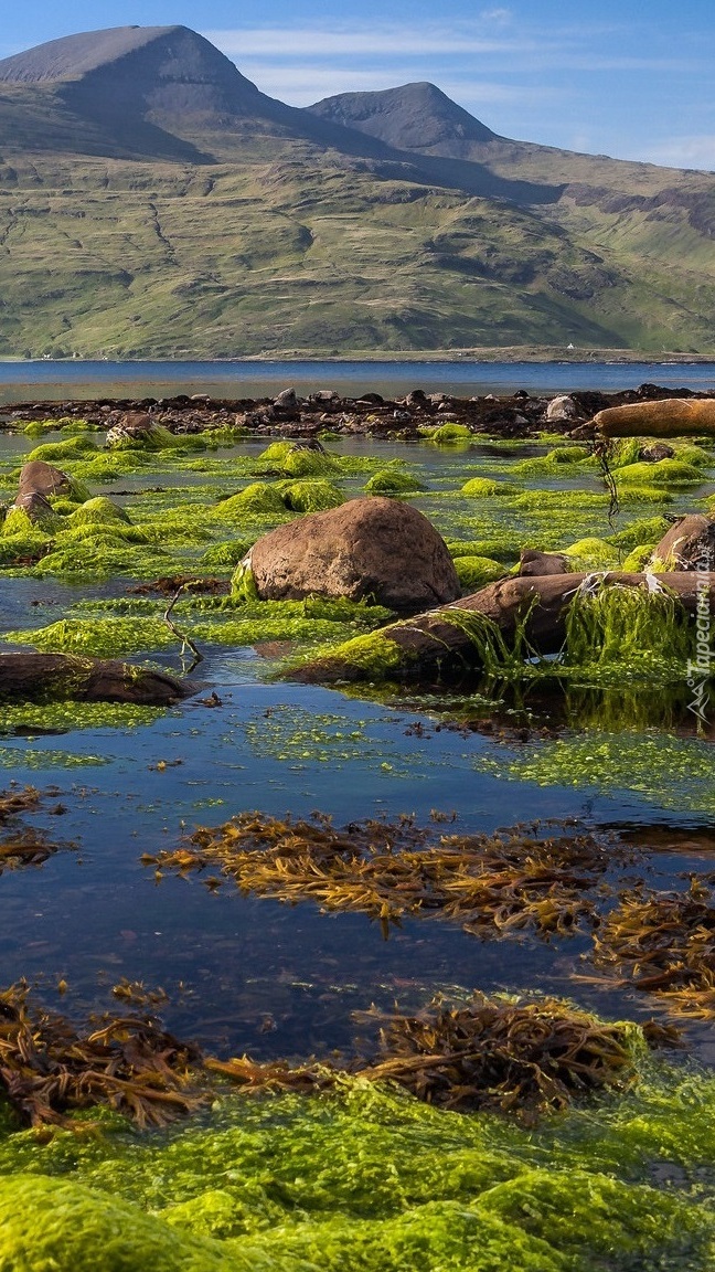 Kamienie i glony na wyspie Mull
