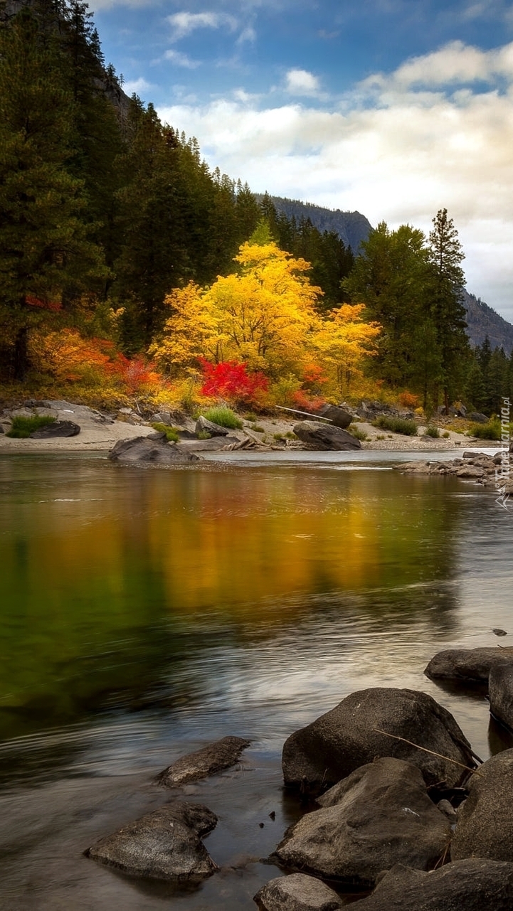 Kamienie i kolorowe drzewa na brzegu rzeki