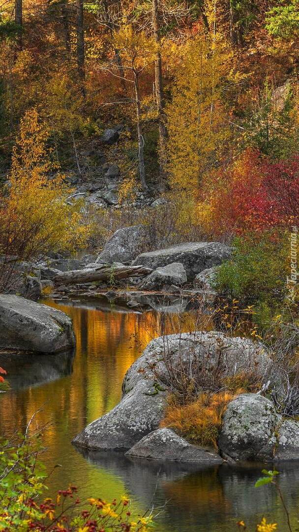 Kamienie i kolorowe krzewy nad rzeką