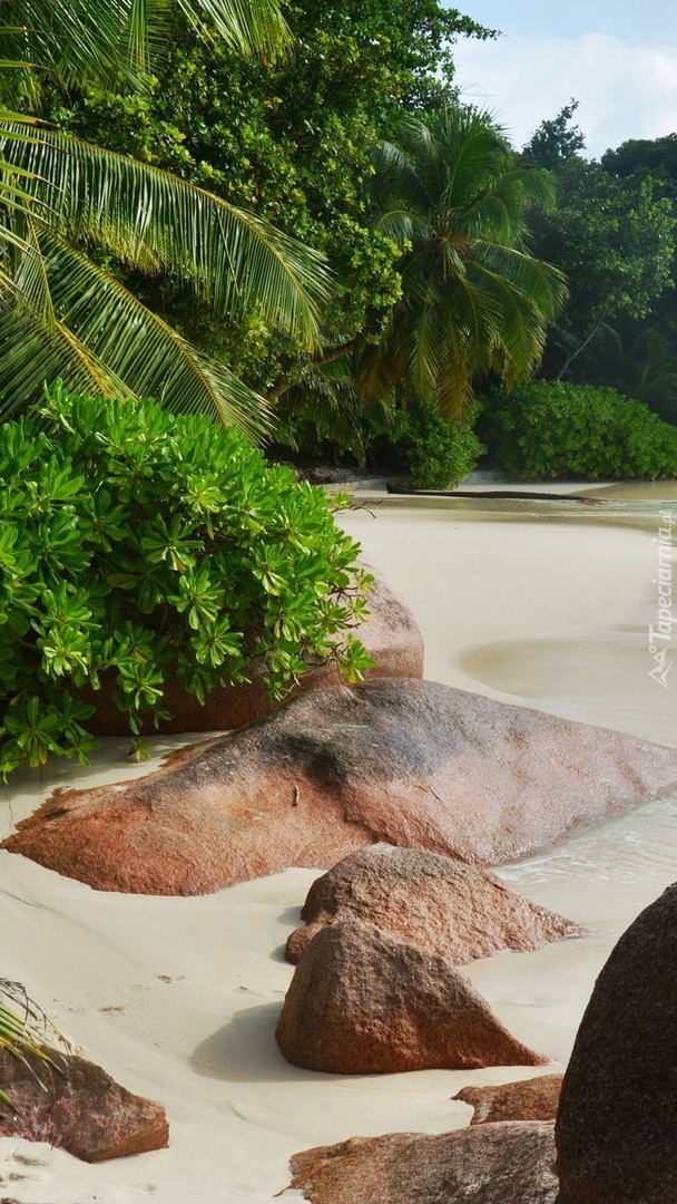 Kamienie i palmy na brzegu morza