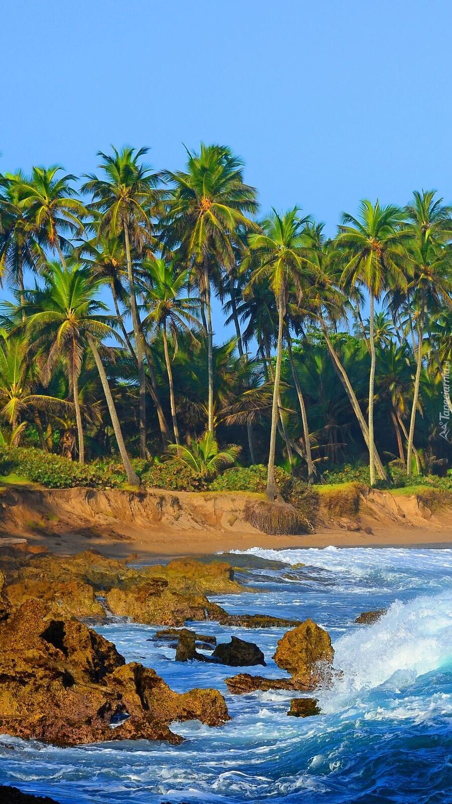 Kamienie i palmy nad wybrzeżem