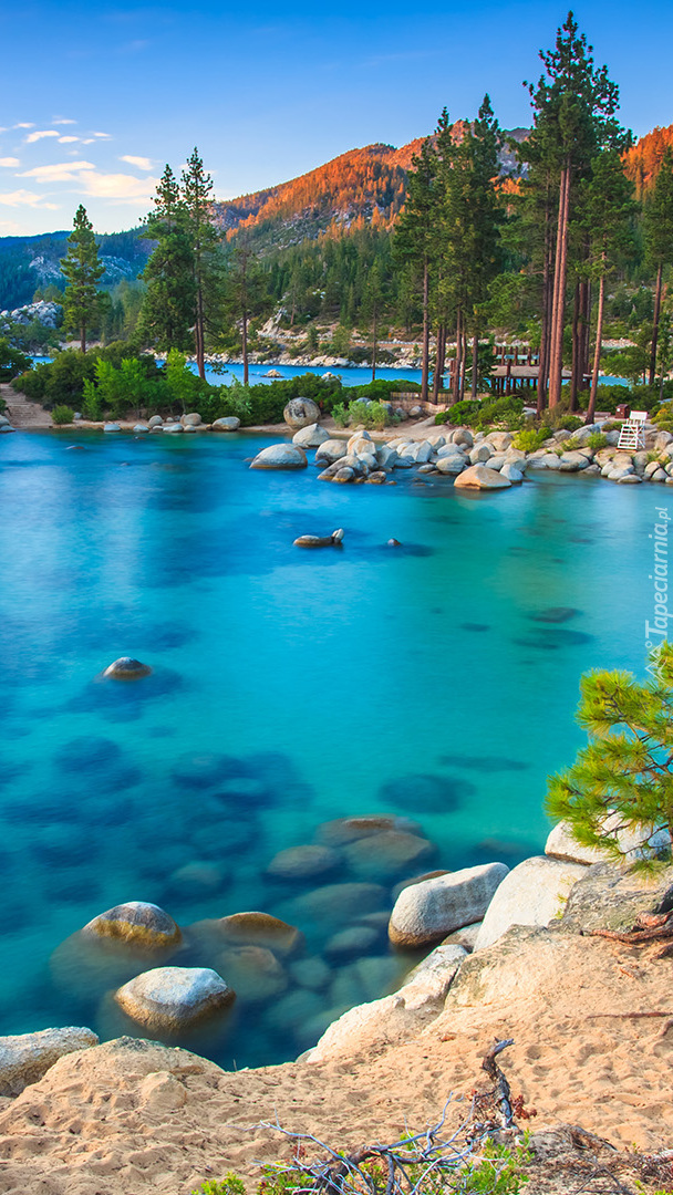 Kamienie i sosny na brzegu jeziora Tahoe