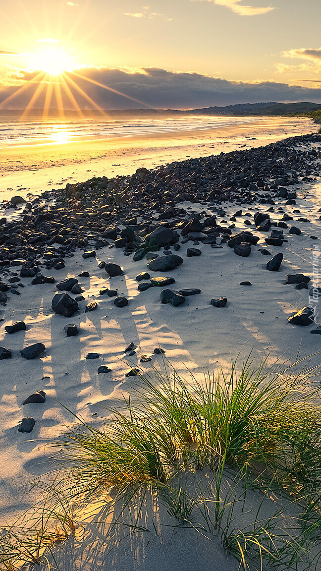 Kamienie i trawy na morskiej plaży