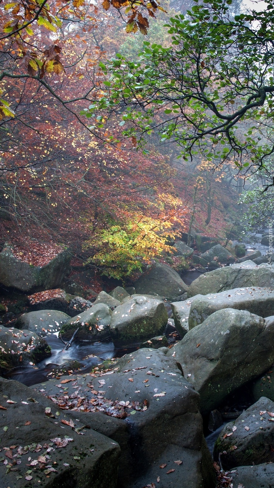 Kamienie w lesie jesienią
