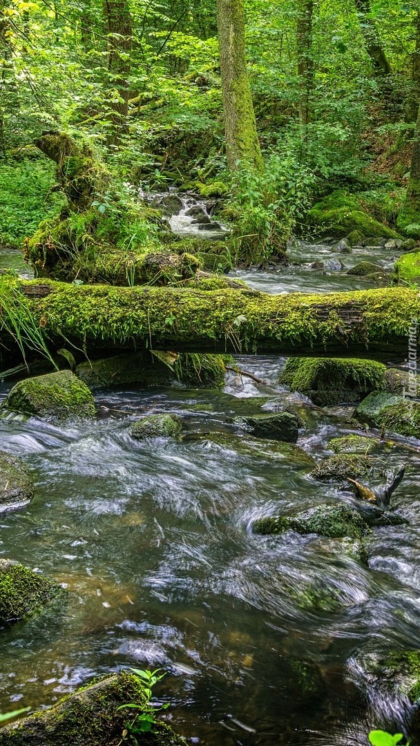 Kamienista leśna rzeka