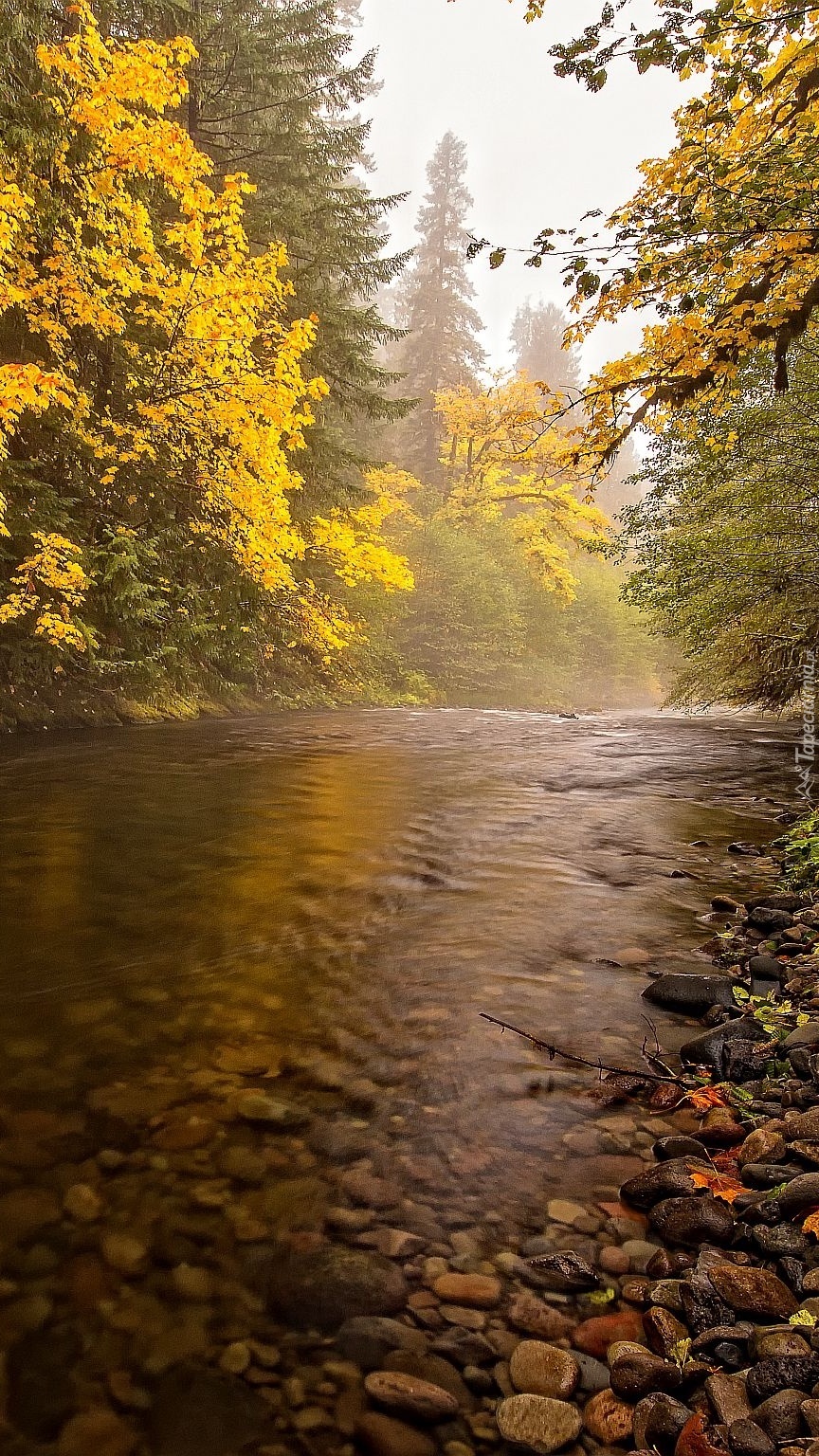 Kamienista rzeka w jesiennym lesie