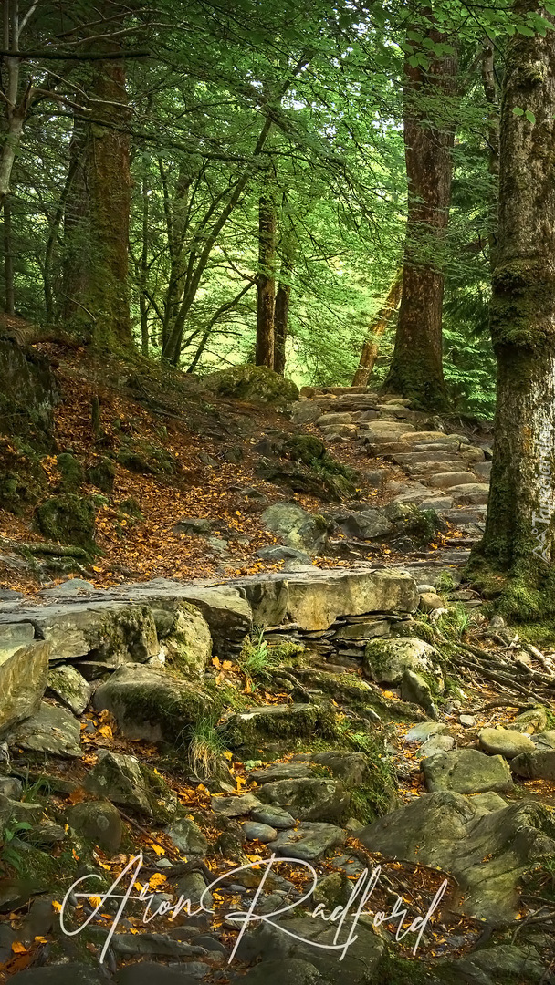 Kamienna droga i schody w lesie