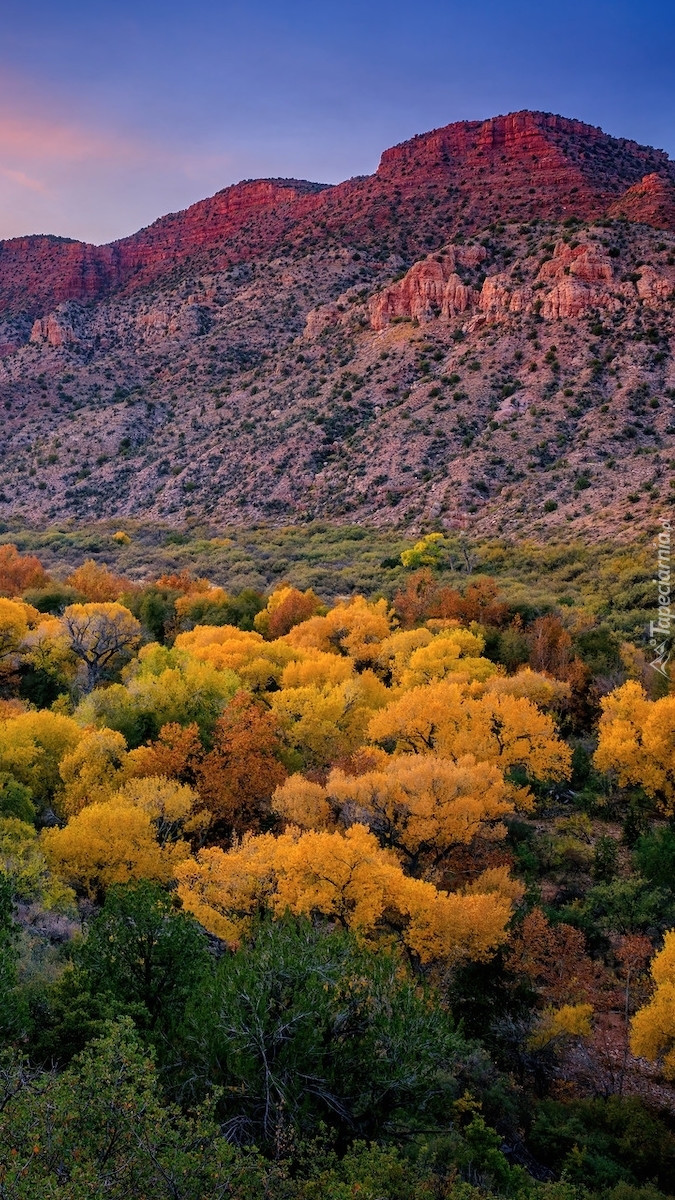 Kanion Sycamore w Arizonie jesienną porą