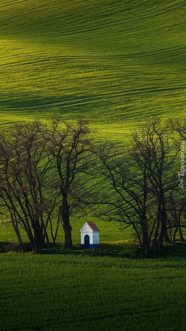 Kapliczka na polu pod drzewami