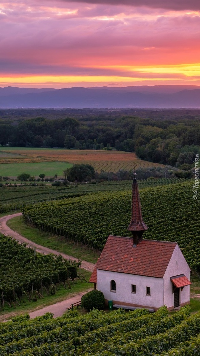 Kapliczka pośród winnic w Sasbach