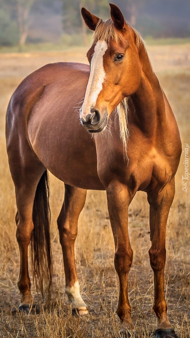 Kasztanowaty koń