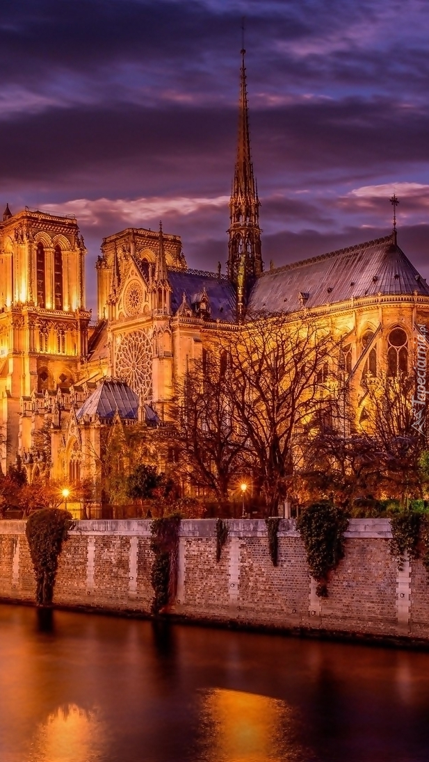 Katedra Notre Dame