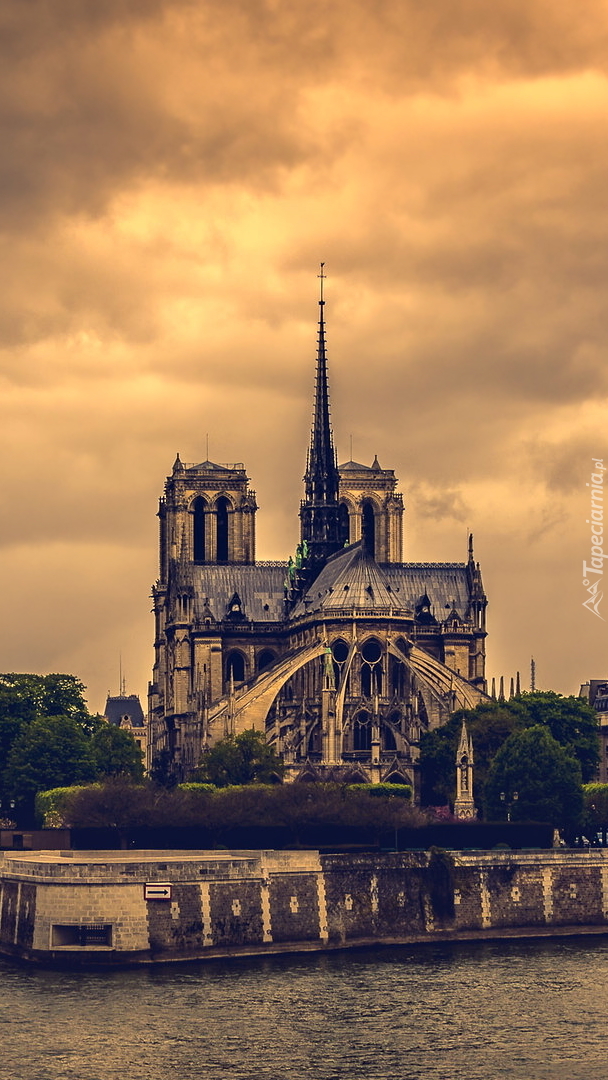 Katedra Notre Dame